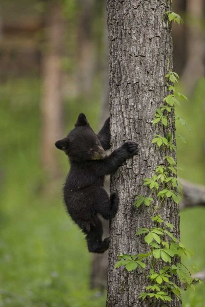USA, Tennessee Black bear cub climbing tree